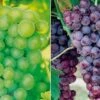 Grape Collection -Plants Sale GRAP CWW3249 A h