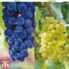 Grape Duo -Plants Sale GRAP KB1635 A