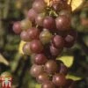 Grape 'Fragola' -Plants Sale GRAP TKA1991 A