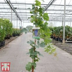 Grape 'Cabernet Sauvignon' -Plants Sale GRAP TKA3700 A
