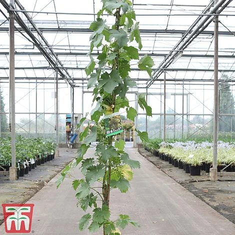 Grape 'Chasselas Doré' 3 Grape 'Chasselas Doré'