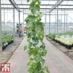 Grape 'Muscat Hamburg' -Plants Sale GRAP TKA3708 A