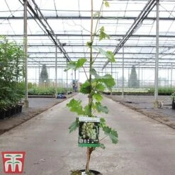 Grape 'Muscat Of Alexandria' -Plants Sale GRAP TKA3710 A