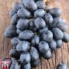 Grape 'Autumn Royal' -Plants Sale GRAP AUTUMNROY L06921W