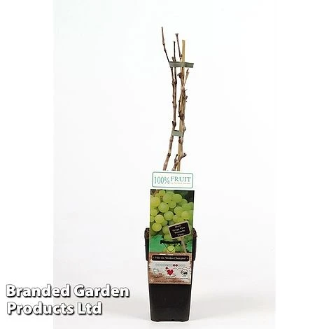 Grape 'Golden Champion' 3 Grape 'Golden Champion'