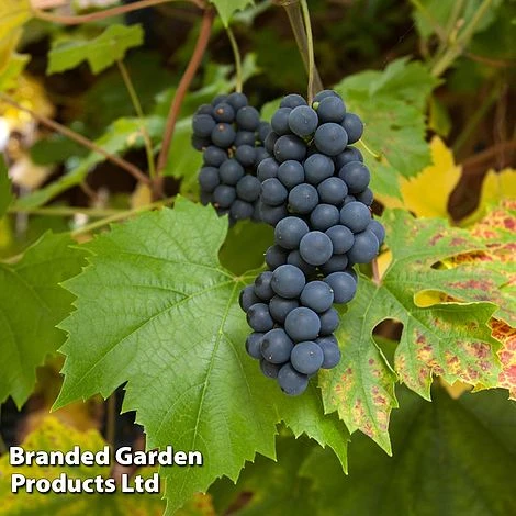 Grape (Vitis) 'Muscat Bleu' 3 Grape (Vitis) 'Muscat Bleu'