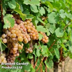 Grape 'Trio Mix' -Plants Sale GRAP PINOTGRIS W509901