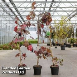 Grape 'Purpurea' -Plants Sale GRAP PURPURE2L S52477