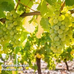 Grape 'Trio Mix' -Plants Sale GRAP SAUVIGNON W509912