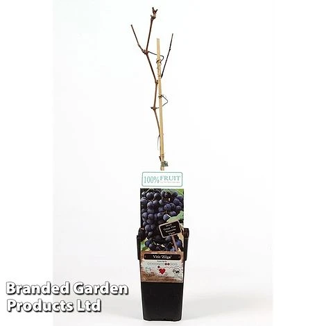 Grape 'Zilga' 3 Grape 'Zilga'