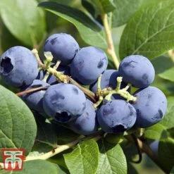 Grow Your Own Bumper Pack -Plants Sale GROW WKB9279 D