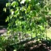 Easy Grow Runner Bean Frame & Climbing Plant Support Trellis - 0.75 X 1.2 X 2.4m H -Plants Sale GSK2156PIC1