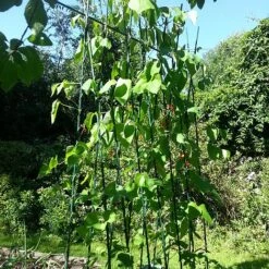 Easy Grow Runner Bean Frame & Climbing Plant Support Trellis - 0.75 X 1.2 X 2.4m H -Plants Sale GSK2156PIC2