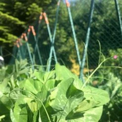 Pea Master Heavy Duty Pea & Climbing Plant Support Frame - 0.75 X 1.2 X 1.2m H -Plants Sale GSK2259HDPIC7 1