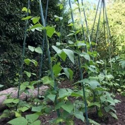Bean Buddy Heavy Duty Runner Bean Grow Frame - 0.75 X 1.2 X 2.4m H -Plants Sale GSK2260HDPIC1