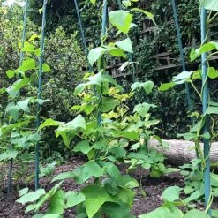 Bean Buddy Heavy Duty Runner Bean Grow Frame - 0.75 X 1.2 X 2.4m H -Plants Sale GSK2260HDPIC2