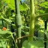 Telescopic Extendable Tomato & Cucumber Climbing Plant Support Stakes -Plants Sale GSK2270TOMATO201000X100020653KB