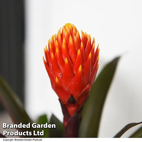 Guzmania 'Tala' 4 Guzmania 'Tala' - Image 2