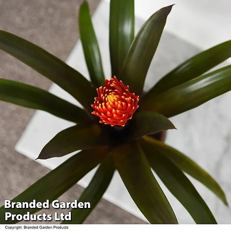 Guzmania 'Tala' 5 Guzmania 'Tala' - Image 3