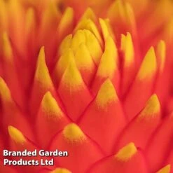 Guzmania 'Tala' 13 Guzmania 'Tala' -Plants Sale GUZM TALA W48354