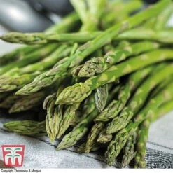 Asparagus Collection (Spring Planting) 10 Asparagus Collection (Spring Planting) -Plants Sale Gijnlim Asparagus2