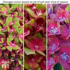 Hydrangea Macrophylla GLAM ROCK 'Horwack' -Plants Sale Glam Rock1