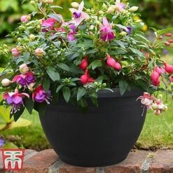Fuchsia Trailing Pre-Planted Basket 11 Fuchsia Trailing Pre-Planted Basket -Plants Sale HABA WKA9811 A1