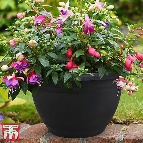 Fuchsia Trailing Pre-Planted Basket 7 Fuchsia Trailing Pre-Planted Basket - Image 5
