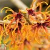 Hamamelis X Intermedia 'Jelena' -Plants Sale HAMA T17508 A reuse