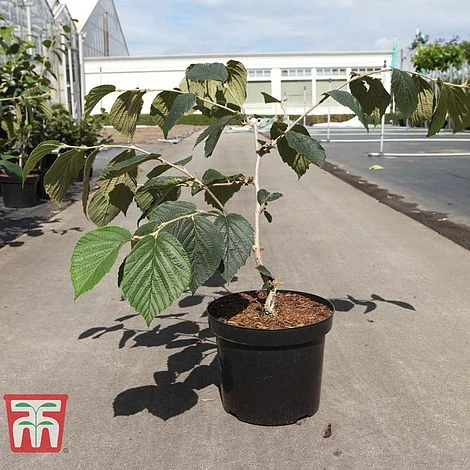 Hamamelis × Intermedia 'Böhlje's Feuerzauber' 4 Hamamelis × Intermedia 'Böhlje's Feuerzauber' - Image 2