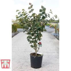 Hamamelis × Intermedia 'Böhlje's Feuerzauber' 7 Hamamelis × Intermedia 'Böhlje's Feuerzauber' -Plants Sale HAMA TKA3140 B