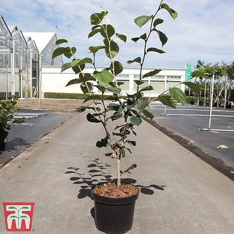 Hamamelis X Intermedia 'Westerstede' 5 Hamamelis X Intermedia 'Westerstede' - Image 3