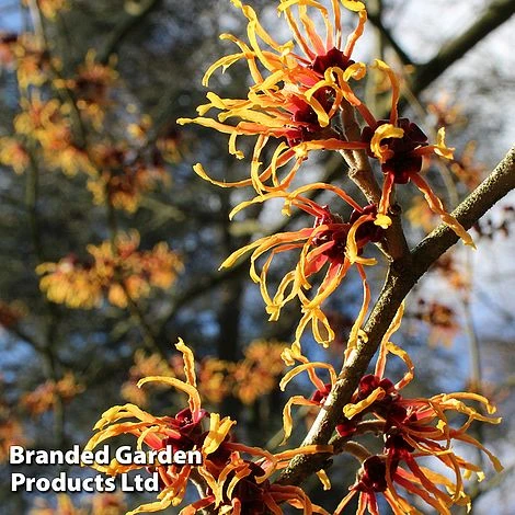 Hamamelis X Intermedia 'Orange Beauty' 3 Hamamelis X Intermedia 'Orange Beauty'