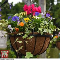 Garden Grow Hanging Basket & Liner -Plants Sale HANG T82054 D