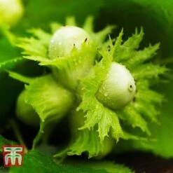 Hazelnut 'Kentish Cob' (Filbert) -Plants Sale HAZE CWW3407 C