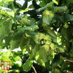 Corylus Avellana (Hedging) 9 Corylus Avellana (Hedging) -Plants Sale HAZE KB3244 A