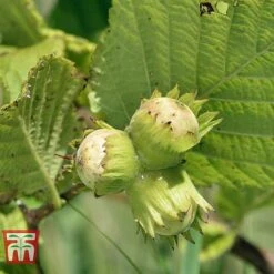 Corylus Avellana (Hedging) 8 Corylus Avellana (Hedging) -Plants Sale HAZE KB3244 C