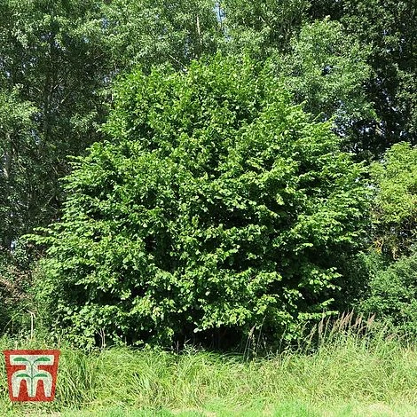 Corylus Avellana (Hedging) 3 Corylus Avellana (Hedging)