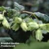 Hazelnut 'Cosford' (Filbert) -Plants Sale HAZL COSFORD KB2613