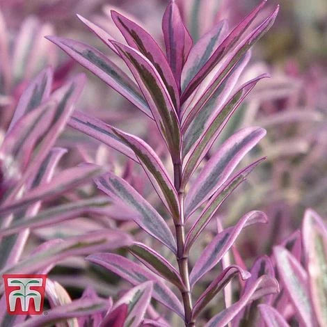 Hebe 'Heartbreaker' 3 Hebe 'Heartbreaker'