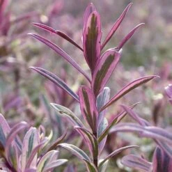 Hebe 'Heartbreaker' 6 Hebe 'Heartbreaker' -Plants Sale HEBE W57814 B