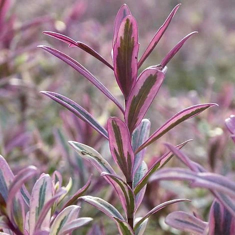 Hebe 'Heartbreaker' 4 Hebe 'Heartbreaker' - Image 2