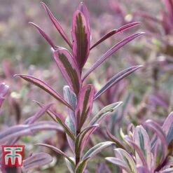 Hebe 'Heartbreaker' 7 Hebe 'Heartbreaker' -Plants Sale HEBE W57814 C