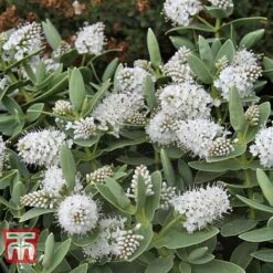 Hebe Albicans -Plants Sale HEBE WKB5053 B