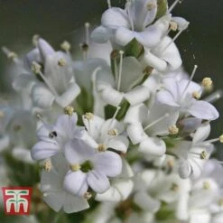 Hebe 'Baby Marie' -Plants Sale HEBE WKB5055 B