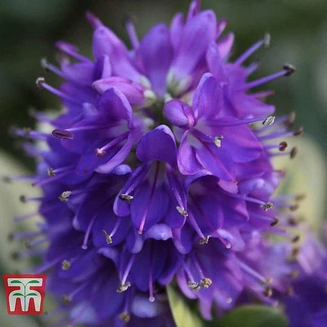 Hebe 'Blue Gem' 3 Hebe 'Blue Gem'