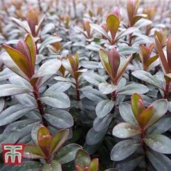 Hebe 'Bronze Glow' -Plants Sale HEBE WKB5060 A