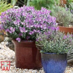 Hebe 'Garden Beauty Purple' -Plants Sale HEBE WKB5065 B