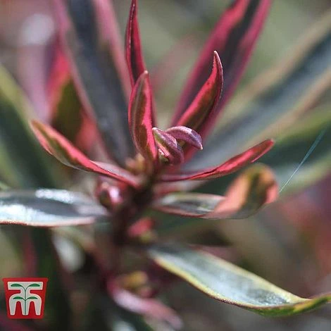 Hebe 'Purple Shamrock' 4 Hebe 'Purple Shamrock' - Image 2