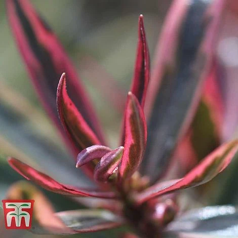 Hebe 'Purple Shamrock' 3 Hebe 'Purple Shamrock'